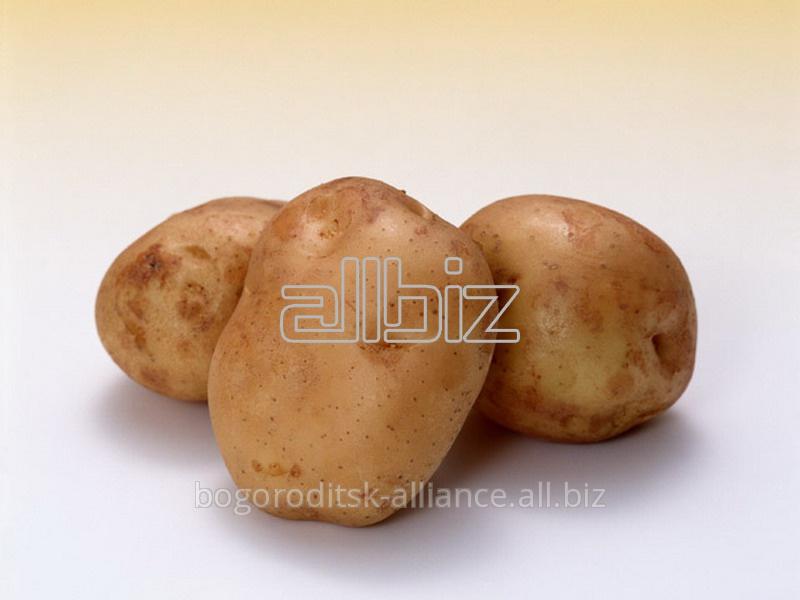 Продовольственный  картофель