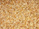Зерно пшеницы пророщенное дробленое