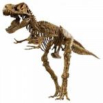 ### V ### T026 Набор скелет динозавра T-Rex