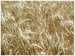 Пшеница сорт «Московская 39» (оригинатор – ГНУ НИИСХ центральных районов Нечерноземной зоны)