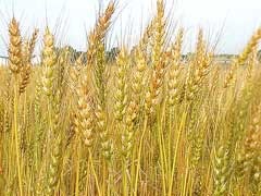 Зерно пшеницы пророщенной