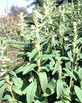 Масло растительное нерафинированное кунжутное Масло растительное нерафинированное кунжутное