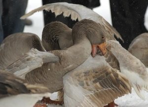 Породы: губернаторская, итальянская, шадринские гуси