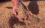 Мука пшеничная хлебопекарная в/с ГОСТ