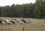 Овцы бараны ягнята живым весом