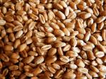 Семена Пшеницы (Горноуральская 1РС)