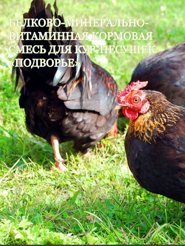 Кормовая смесь для кур-несушек Кормовая смесь для кур-несушек
