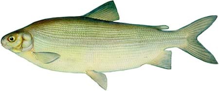 Северная рыба Чир с/м (0,8-2,0 кг.)