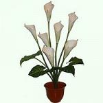 Горшечное растение Калла латекс 50см