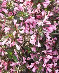 Вейгела цветущая Фолис Пурпуреас  C5 h50-70