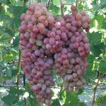 Виноград плодовый Водограй