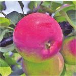 Яблоня Жигулевское