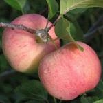 Яблоня Соковое