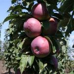 Яблоня колоновидная Московское ожерелье