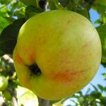 Яблоня Память Жаворонкова