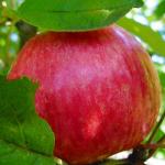 Яблоня Медуница