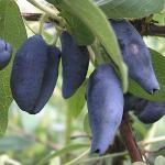 Жимолость Чулымская