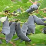 Жимолость Гордость Бакчара