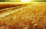 Пшеница крупные поставки, пшеница из Казахстана и России