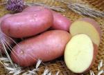 Картофель ГОСТ сорт Ред-Скарлет