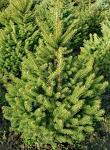 Ель канадская Picea glauca ‘Conica‘