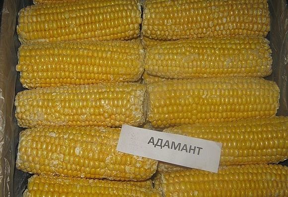Кукуруза свежемороженая в початках Кукуруза свежемороженая в початках