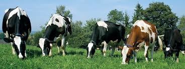 Кормовые добавки для коров PANTO Lacto-Start
