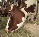 Премикс для подготовки коров и быков к скрещиванию Кормивит МR 121