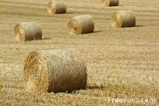 Сено в скирдах Сено в скирдах