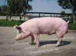 Комбикорм для свиней свыше 65 кг