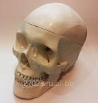 Модель черепа (белый)