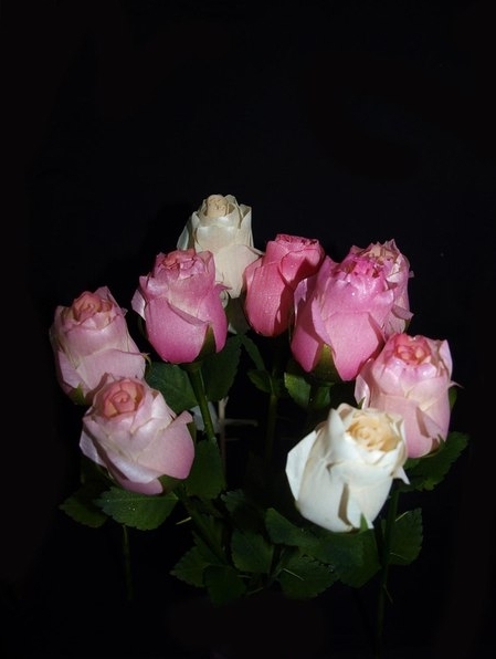 Розы из Берёзы Букет из Алых Роз