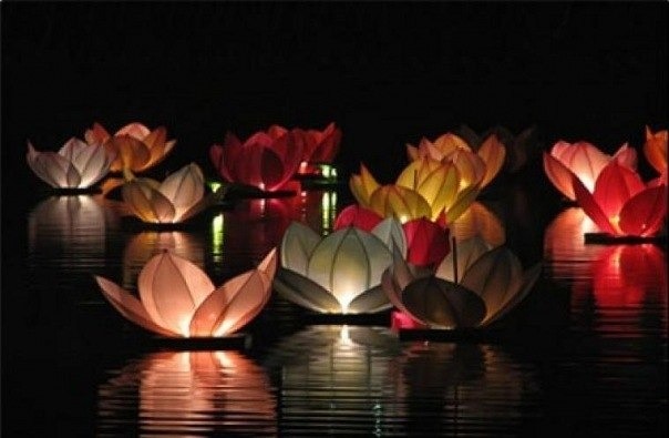 водные фонарики лилии