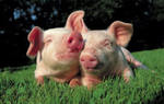 Белково-витаминно-минеральные добавка для свиней