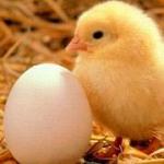 Корм «Солнышко» - полноценный сбалансированный комбикорм для цыплят с первых дней жизни