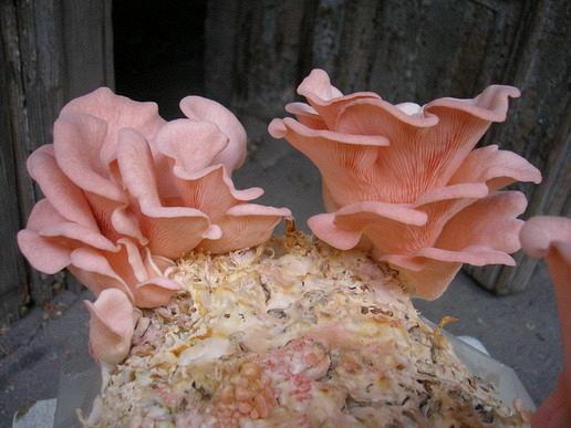 Мицелий грибов вешенки розовой на зерне
