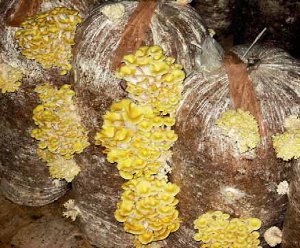 Мицелий грибов вешенки лимонной на зерне