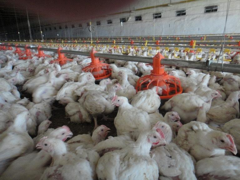 Малечкино Птицефабрика Продажа Кур