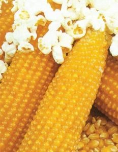 Зерно кукурузы попкорн желтое Аргентина