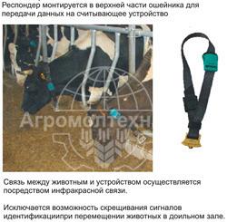 Автоматическая система для определения охоты у коров и телок Автоматическая система для определения охоты у коров и телок