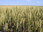 Пшеница озимая 4 кл