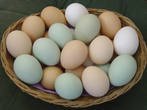 Яйцо инкубационное бройлерное
