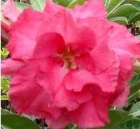 Adenium Pink Vaentine