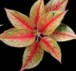 Aglaonema Legacy