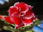 Adenium obesome Christmas Santaclaus