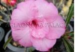 Adenium obesome Phatumma