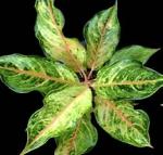 Aglaonema Siam Pearl