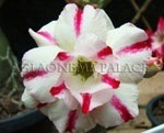 Adenium obesome Day light