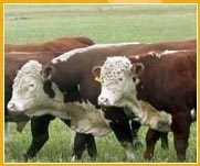 Товарные телки и быки породы Герефорд