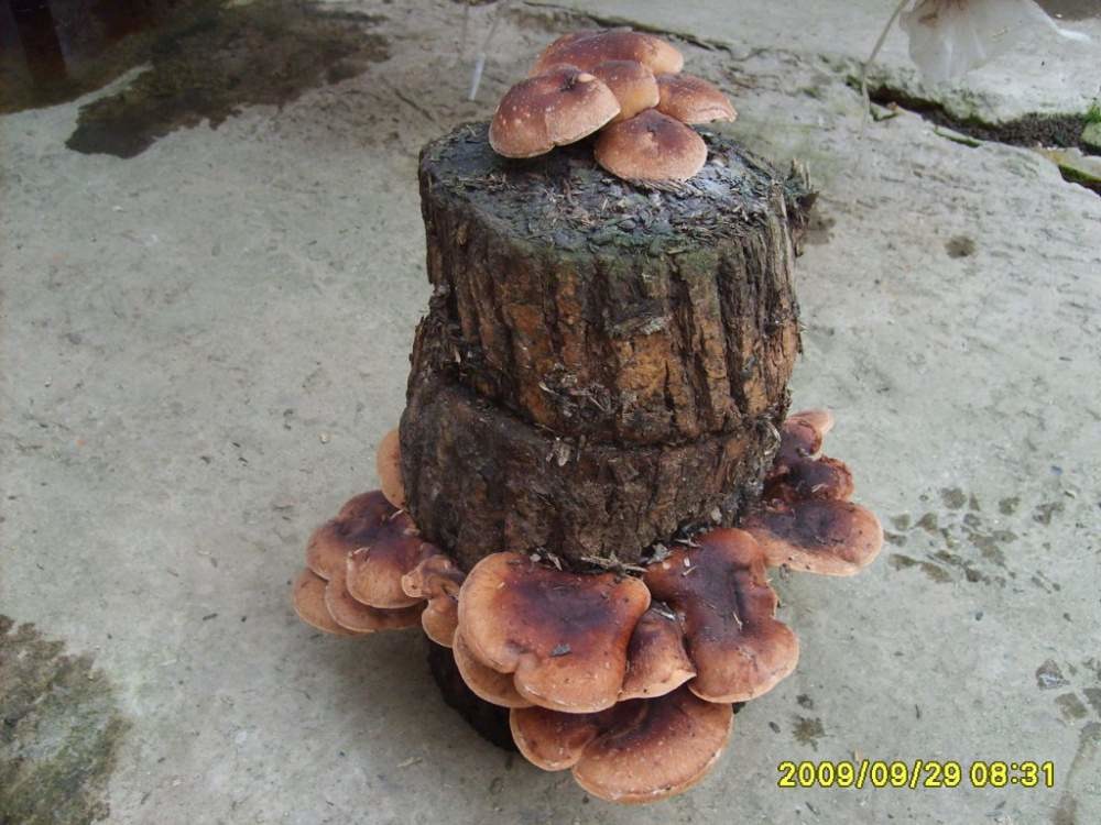 Мицелий (рассаду, семена) гриба шиитаке